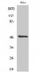 Myt 1 Polyclonal Antibody