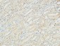 Na+/K+-ATPase α1 Polyclonal Antibody