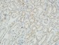 Na+/K+-ATPase α1 Polyclonal Antibody