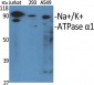 Na+/K+-ATPase α1 Polyclonal Antibody