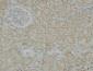 N-cadherin Polyclonal Antibody