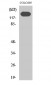 N-cadherin Polyclonal Antibody