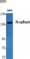 N-cadherin Polyclonal Antibody