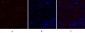 N-cadherin Polyclonal Antibody