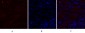 N-cadherin Polyclonal Antibody