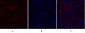 N-cadherin Polyclonal Antibody