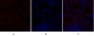 N-cadherin Polyclonal Antibody