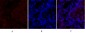 N-cadherin Polyclonal Antibody