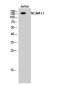 NCAM-L1 Polyclonal Antibody