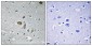 NDUFA4 Polyclonal Antibody