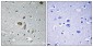 NDUFA4 Polyclonal Antibody