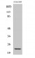 NDUFB9 Polyclonal Antibody