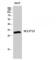 NDUFS3 Polyclonal Antibody