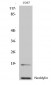 Neddylin Polyclonal Antibody