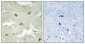 NEEP21 Polyclonal Antibody