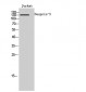 Nesprin-3 Polyclonal Antibody