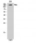 Neu Polyclonal Antibody