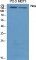 Neu Polyclonal Antibody