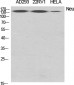 Neu Polyclonal Antibody