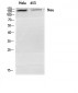 Neu Polyclonal Antibody