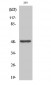 Neuro D2 Polyclonal Antibody