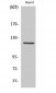 Neuropilin-1 Polyclonal Antibody