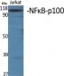 NFκB-p100 Polyclonal Antibody