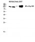 NFκB-p100 Polyclonal Antibody