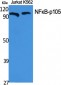 NFκB-p105 Polyclonal Antibody