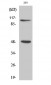 NFκB-p105/p50 Polyclonal Antibody