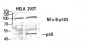 NFκB-p105/p50 Polyclonal Antibody