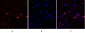 NFκB-p105/p50 Polyclonal Antibody