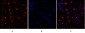 NFκB-p105/p50 Polyclonal Antibody