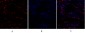 NFκB-p105/p50 Polyclonal Antibody