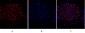 NFκB-p105/p50 Polyclonal Antibody