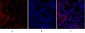NFκB-p105/p50 Polyclonal Antibody