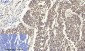 NFκB-p105/p50 Polyclonal Antibody
