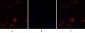 NFκB-p105/p50 Polyclonal Antibody