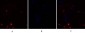 NFκB-p105/p50 Polyclonal Antibody