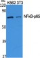 NFκB-p65 Polyclonal Antibody