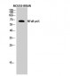 NFκB-p65 Polyclonal Antibody