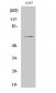 NFκB-p65 Polyclonal Antibody