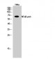 NFκB-p65 Polyclonal Antibody