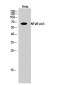 NFκB-p65 Polyclonal Antibody