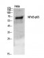 NFκB-p65 Polyclonal Antibody