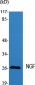 NGF Polyclonal Antibody