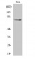 NGFR p75 Polyclonal Antibody