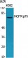 NGFR p75 Polyclonal Antibody