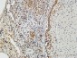 Nibrin Polyclonal Antibody