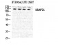 NICE4 Polyclonal Antibody